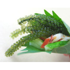 TAIKO SHOJI Okinawa Sea Grapes морський виноград, 20 гр