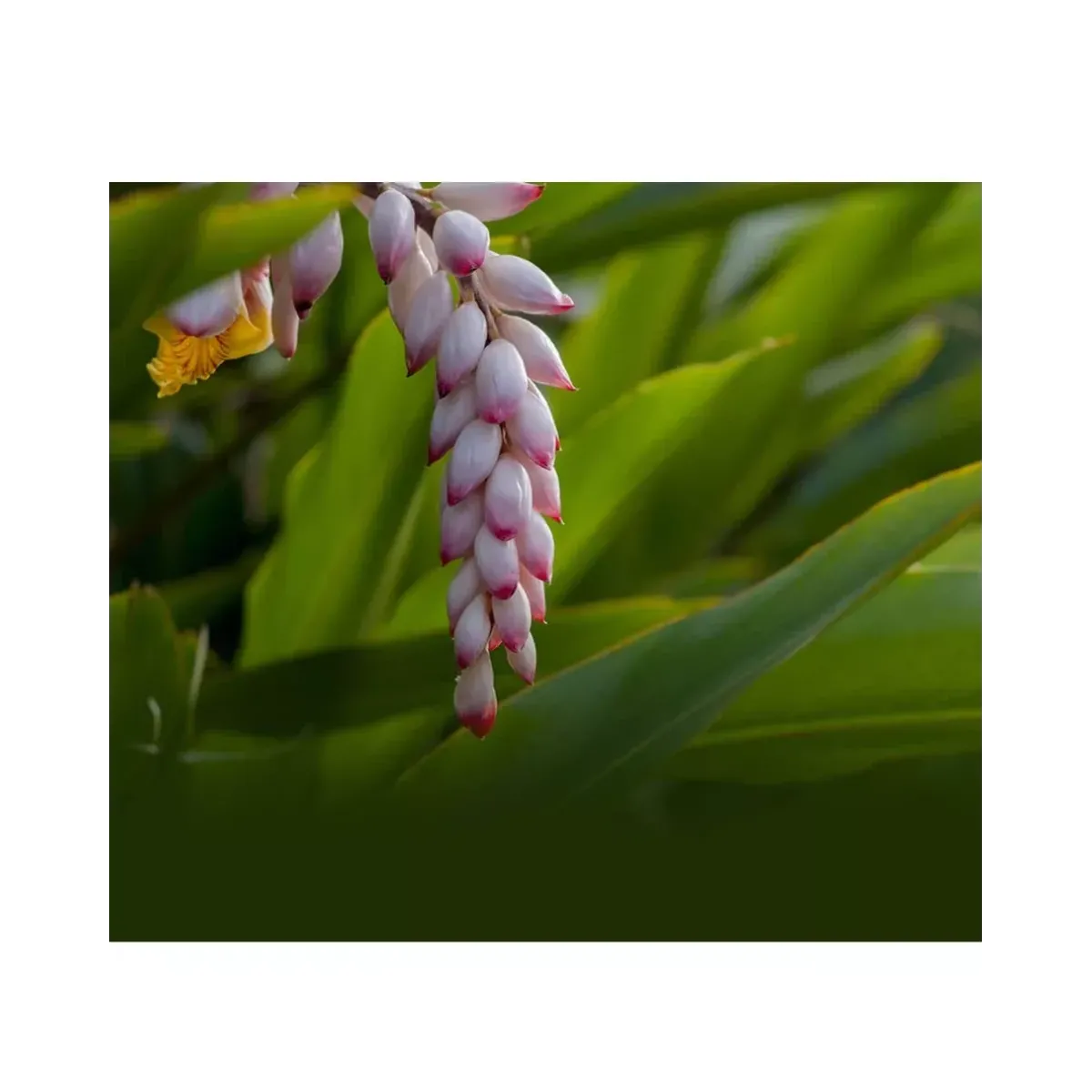 LULULUN Premium Face Mask Okinawa Shell Ginger заспокійлива маска з екстрактом імбиру, 1 шт х 5 уп